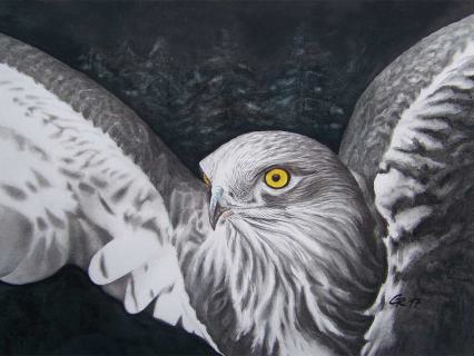 Der Falke
