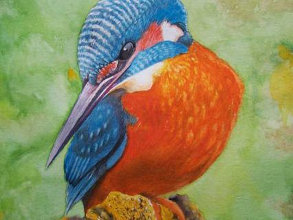 Eisvogel 2