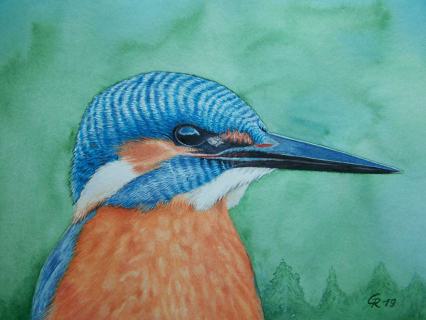 Eisvogel 4