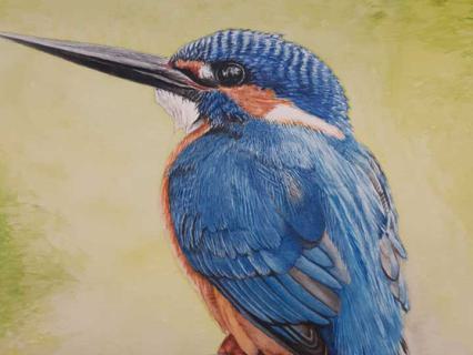 Eisvogel 5