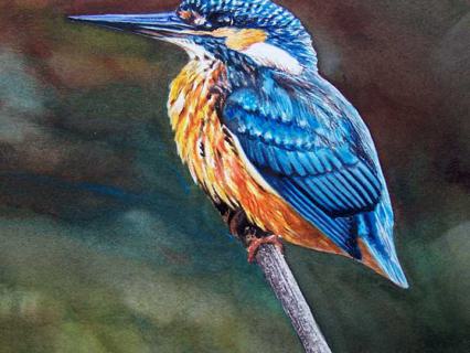 Eisvogel