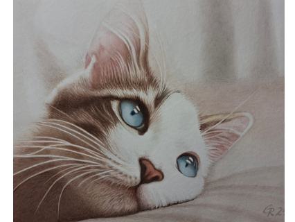 Katze