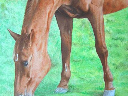 Pferd grasend