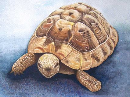 Schildkröte