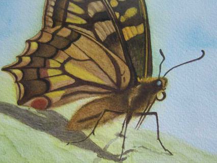 Schmetterling