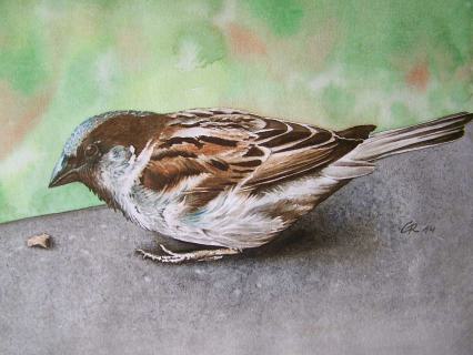 Spatz